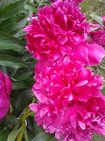 20150705_115435.jpg